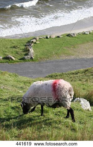 Stock Photo - Sheep grazing grass near beach, Achill Island, County Mayo, Ireland . Fotosearch