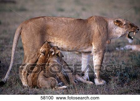 Side profile of lioness feeding its cubs, Kenya, Africa View Large Photo Image Stock Image - Side profile of lioness feeding its cubs, Kenya, Africa . Fotosearch