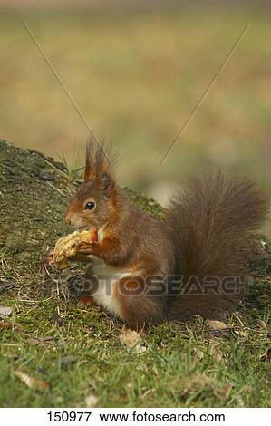 Side profile of squirrel View Large Photo Image Stock Photo - Side profile of squirrel . Fotosearch