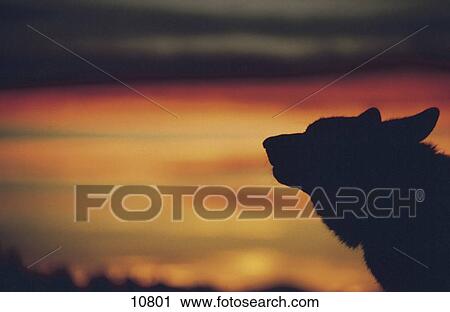 Stock Image - Silhouette of Gray wolf (Canis lupus) at sunset, Abruzzo National Park, Italy . Fotosearch