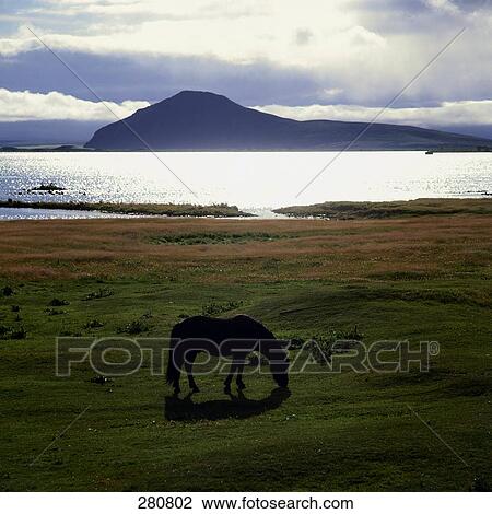 Silhouette of horse grazing grass in field View Large Photo Image Stock Image - Silhouette of horse grazing grass in field . Fotosearch