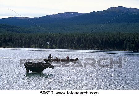 Stock Image - Silhouette of Moose (Alces alces) standing in lake with boat in background, Maligne Lake, Jasper National park, Alberta, Canada . Fotosearch