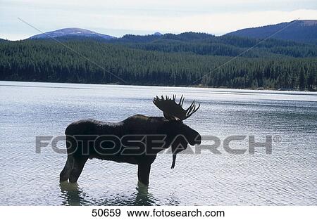 Stock Photo - Silhouette of Moose (Alces alces) standing in lake, Maligne Lake, Jasper National Park, Alberta, Canada . Fotosearch