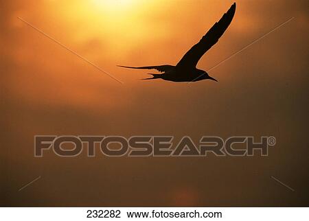 Silhouette of seagull in flight at sunset View Large Photo Image Stock Image - Silhouette of seagull in flight at sunset . Fotosearch