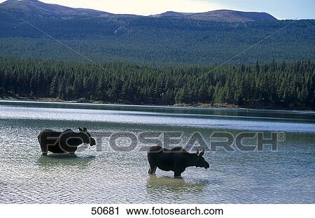 Silhouette of two Moose (Alces alces) standing in lake, Maligne Lake, Jasper National Park, Alberta, Canada View Large Photo Image Stock Image - Silhouette of two Moose (Alces alces) standing in lake, Maligne Lake, Jasper National Park, Alberta, Canada . Fotosearch