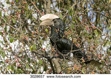 Silvery-cheeked Hornbill (Ceratogymna brevis) on a branch, Mount Kenya National Park, Kenya, side view  View Large Photo Image Stock Photo - Silvery-cheeked Hornbill (Ceratogymna brevis) on a branch, Mount Kenya National Park, Kenya, side view . Fotosearch