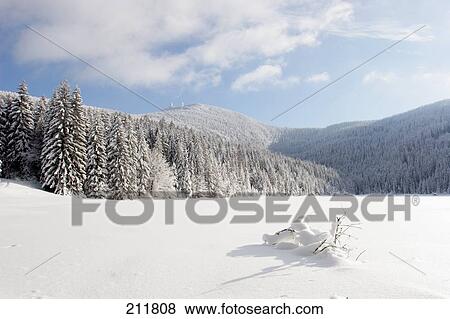 Snow covered trees in forest, Bavarian Forest, Bavaria, Germany View Large Photo Image Stock Photo - Snow covered trees in forest, Bavarian Forest, Bavaria, Germany . Fotosearch