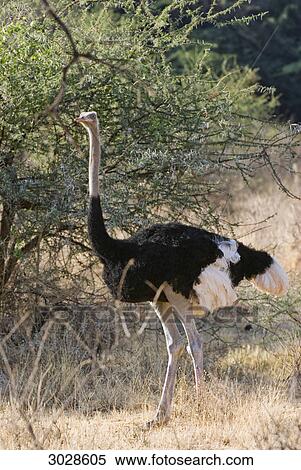 Stock Photography - Somali Ostrich (Struthio camelus molybdophanes), Kenya, Africa . Fotosearch