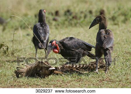 Stock Photo - Southern Ground-hornbill (Bucorvus leadbeateri), Masai Mara National Park, Kenya . Fotosearch