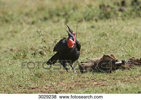 Stock Photo - Southern Ground-hornbill (Bucorvus leadbeateri) beside a carcass, Masai Mara National Park, Kenya . Fotosearch