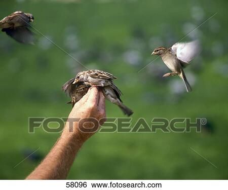 Stock Photograph - Sparrows on man's hand . Fotosearch