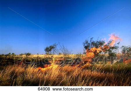 Steppe grass burning, Tanami Road, Billiluna, Australia View Large Photo Image Stock Photo - Steppe grass burning, Tanami Road, Billiluna, Australia . Fotosearch