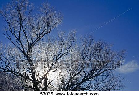 Sun behind bare tree during winter View Large Photo Image Stock Photography - Sun behind bare tree during winter . Fotosearch