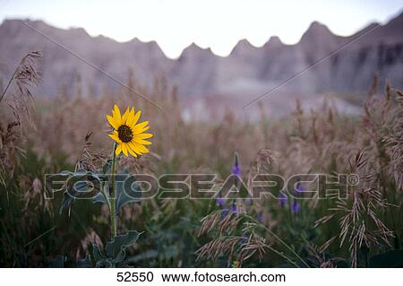 Stock Image - Sunflower (Helianthus Annuus) blooming in field, Bath Country National Park, South Dakota, USA . Fotosearch