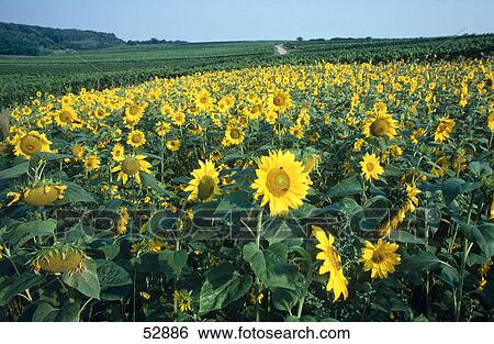 Sunflowers (Helianthus annuus) blooming in field View Large Photo Image Stock Photograph - Sunflowers (Helianthus annuus) blooming in field . Fotosearch