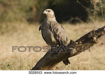 Stock Image - Tawny Eagle (Aquila rapax) sitting on an tree stump, Kenya, Africa . Fotosearch