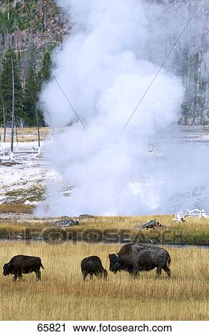 Three American Bison (Bison bison) grazing in filed, Yellowstone National Park, Wyoming, USA View Large Photo Image Stock Image - Three American Bison (Bison bison) grazing in filed, Yellowstone National Park, Wyoming, USA . Fotosearch