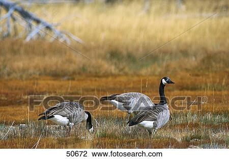 Stock Image - Three Canada Geese (Branta canadensis) in field, Jasper National Park, Alberta, Canada . Fotosearch