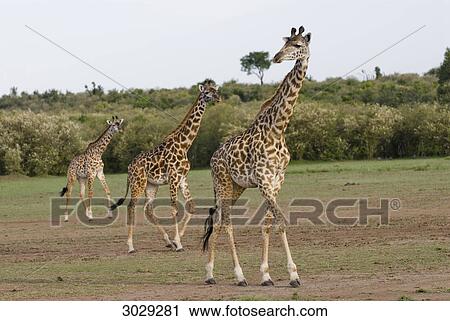 Three masai giraffes (Giraffa camelopardalis tippelskirchi), Kenya, Africa View Large Photo Image Stock Image - Three masai giraffes (Giraffa camelopardalis tippelskirchi), Kenya, Africa . Fotosearch