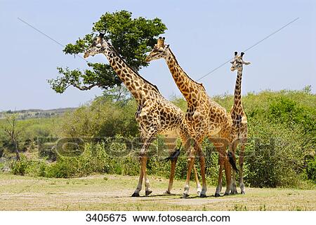 Stock Photography - Three Masai Giraffes, Giraffa camelopardalis tippelskirchi, Masai Mara, Kenya . Fotosearch