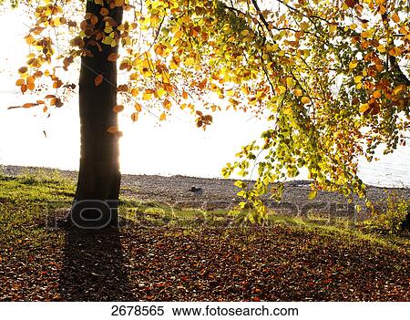 Stock Photography - Tree at lakeside, Lake Ammersee, Bavaria, Germany . Fotosearch