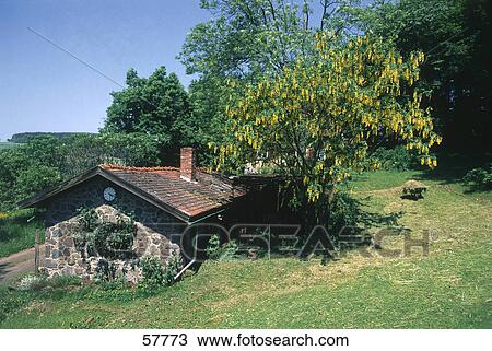 Stock Image - Tree besides a house on a landscape, Vogelsberg, Hessen, Germany . Fotosearch