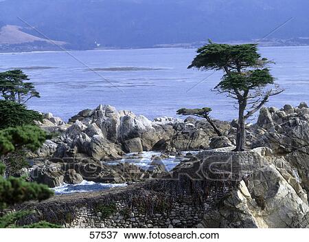 Tree on a rocky coast, Carmel, California, USA View Large Photo Image Stock Photo - Tree on a rocky coast, Carmel, California, USA . Fotosearch