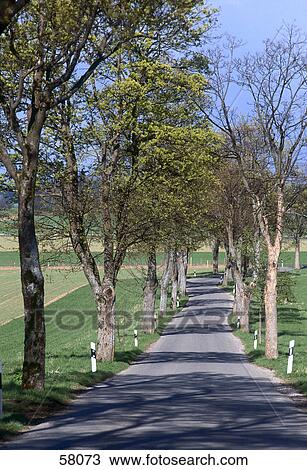 Stock Image - Trees along a countryroad . Fotosearch