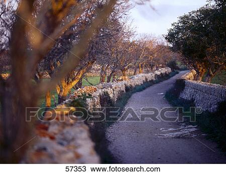 Stock Image - Trees along a road, Balearic Islands, Mallorca, Balearic Islands, Spain . Fotosearch