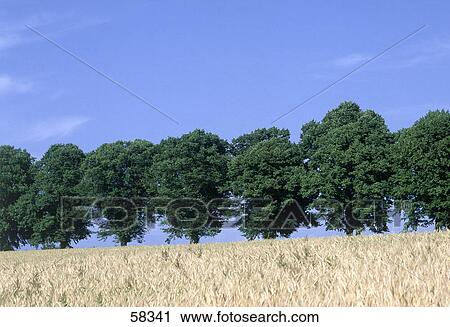 Stock Image - Trees along field . Fotosearch