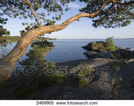 Stock Photography - Trees at lakeside, Lake Vattern, Karlsborg, Vastergotland, Vastra Gotaland County, Sweden . Fotosearch
