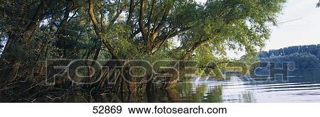 Trees at lakeside View Large Photo Image Stock Photo - Trees at lakeside . Fotosearch