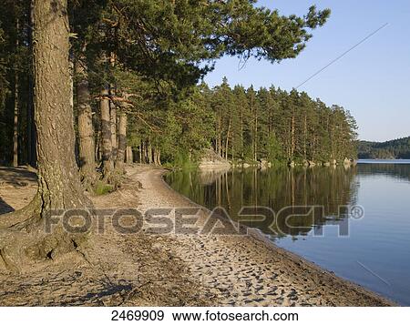 Stock Photo - Trees at lakeside, Tiveden National Park, Sweden . Fotosearch
