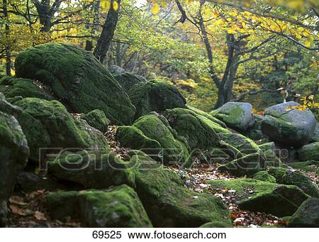 Trees in a forest during autumn, Odenwald, Germany View Large Photo Image Stock Photography - Trees in a forest during autumn, Odenwald, Germany . Fotosearch