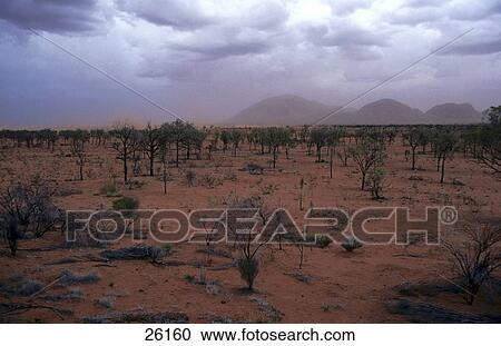 Trees in desert, Australia View Large Photo Image Stock Image - Trees in desert, Australia . Fotosearch
