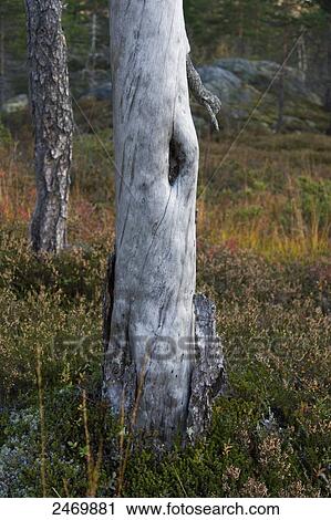 Trees in field, Norway View Large Photo Image Stock Image - Trees in field, Norway . Fotosearch
