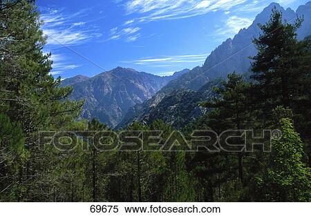 Stock Photography - Trees in forest, Foret de Bonifatu, Corsica, France . Fotosearch