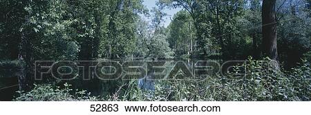 Trees in forest View Large Photo Image Stock Image - Trees in forest . Fotosearch