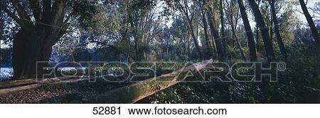 Trees in forest View Large Photo Image Stock Image - Trees in forest . Fotosearch