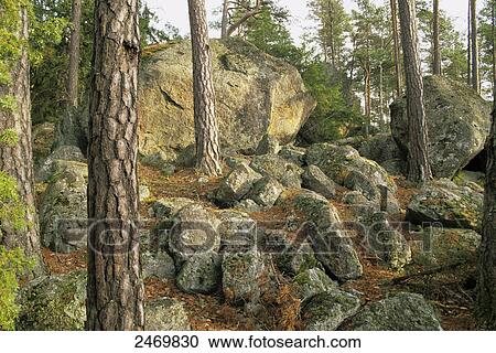 Stock Image - Trees in forest, Tiveden National Park, Sweden . Fotosearch