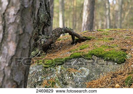 Stock Photo - Trees in forest, Tiveden National Park, Sweden . Fotosearch