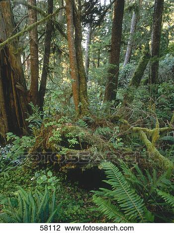 Stock Image - Trees in forest, West Coast Trail, Vancouver Island, British Columbia, Canada . Fotosearch