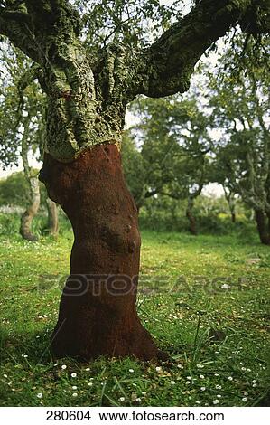 Trees in garden, Italy View Large Photo Image Picture - Trees in garden, Italy . Fotosearch
