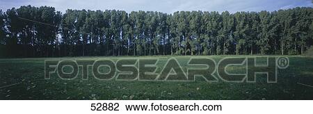 Stock Image - Trees in park . Fotosearch