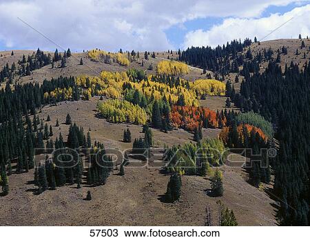 Trees on a landscape under cloudy sky, Rocky Mountain National Park, Colorado, USA View Large Photo Image Stock Image - Trees on a landscape under cloudy sky, Rocky Mountain National Park, Colorado, USA . Fotosearch