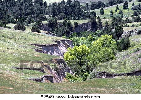 Trees on landscape, Pine Ridge Indian Reservation, South Dakota, USA View Large Photo Image Stock Photo - Trees on landscape, Pine Ridge Indian Reservation, South Dakota, USA . Fotosearch