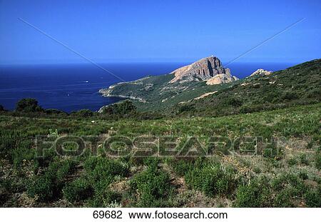Tussock grasses growing on cape, Capo Rosso, Golfe de Porto, Corsica, France View Large Photo Image Stock Image - Tussock grasses growing on cape, Capo Rosso, Golfe de Porto, Corsica, France . Fotosearch