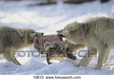 Stock Image - Two Arctic Wolves (Canis lupus arctos) quarreling for prey in snow, Merzig, Germany . Fotosearch