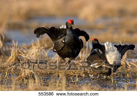 Two Black Grouse ((Tetrao tetrix) in field View Large Photo Image Stock Photograph - Two Black Grouse ((Tetrao tetrix) in field . Fotosearch