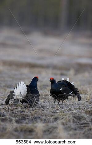 Two Black Grouse ((Tetrao tetrix) spreading its wings in field View Large Photo Image Picture - Two Black Grouse ((Tetrao tetrix) spreading its wings in field . Fotosearch
